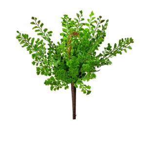 Buque Avenca 32cm