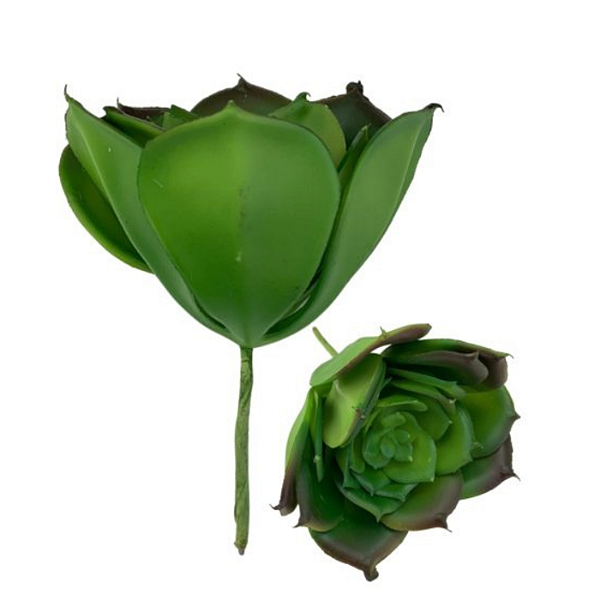 Suculenta 12cm