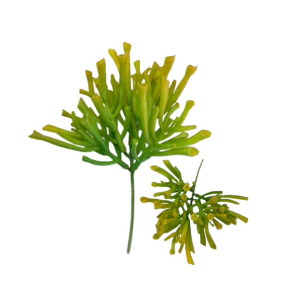 Cacto 10cm