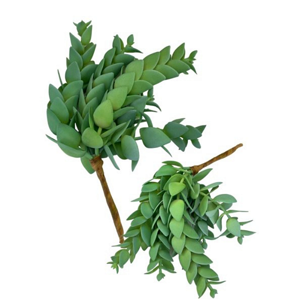 Suculenta Perforata 25cm
