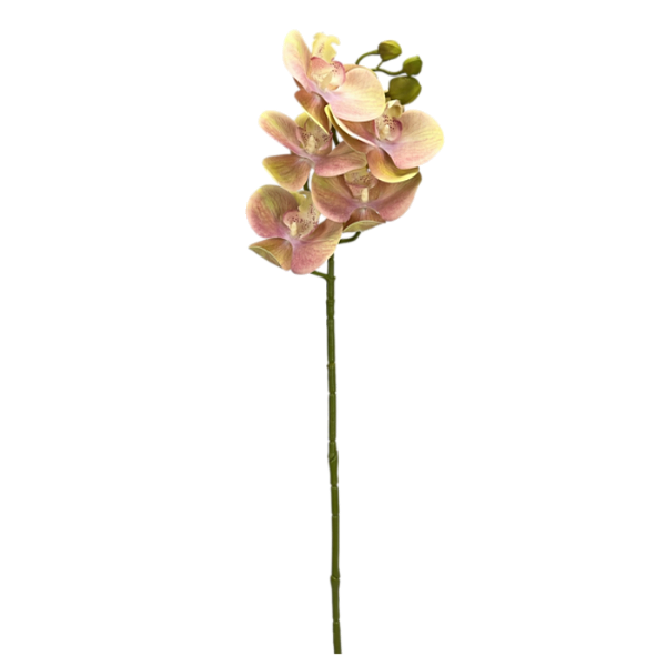 Haste Orquídea X5 Flores 68cm