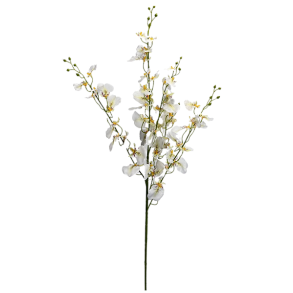 Haste Chuva de Ouro 105cm - Creme
