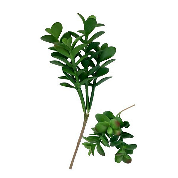 Suculenta 20cm