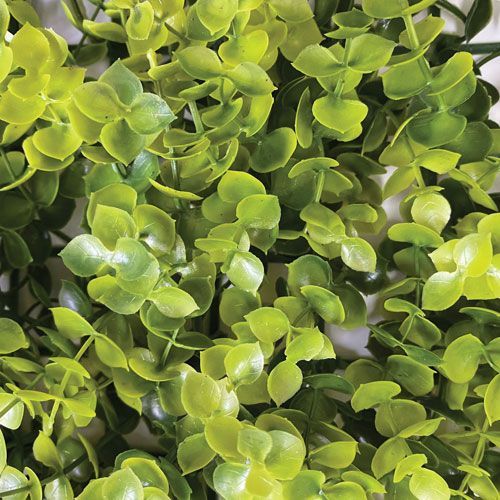 PLACA DE GRAMA EUCALIPTO 40X60CM