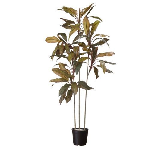 ARVORE DRACENA CORDYLINE 170CM TOQUE NATURAL