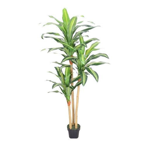 ARVORE PAU D AGUA 1.70