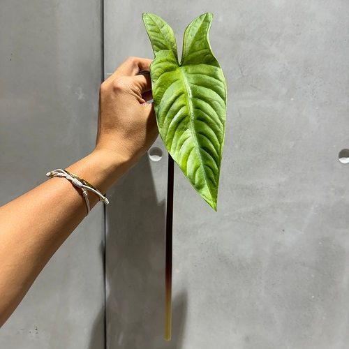 FOLHAGEM ALOCASIA TOQUE REAL 41CM