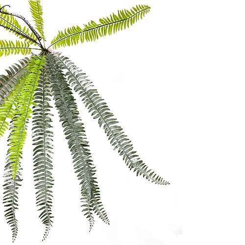 PENDENTE DE SAMAMBAIA 201806