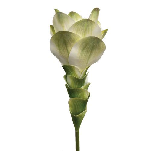 HASTE CURCUMA TOQUE REAL 65CM
