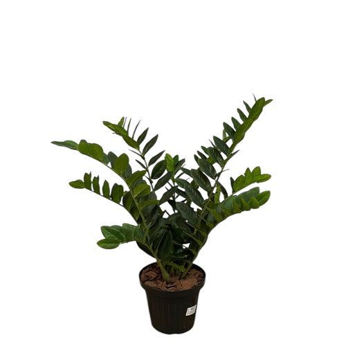 PLANTA ZAMIOCULCA 80CM