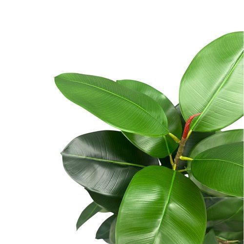 ARVORE FICUS ELASTICA 130CM