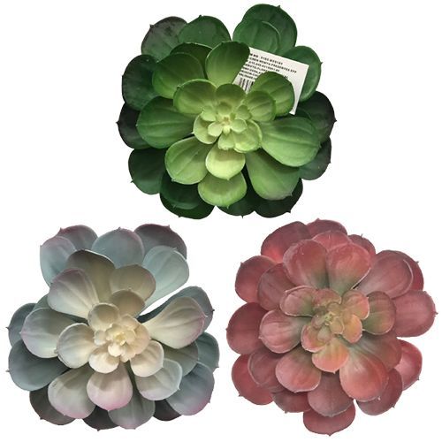 SUCULENTA 4 CORES 17CM