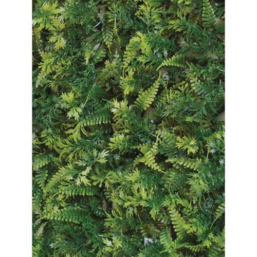 TAPETE DE GRAMA SAMAMBAIA MISTO 60X40CM