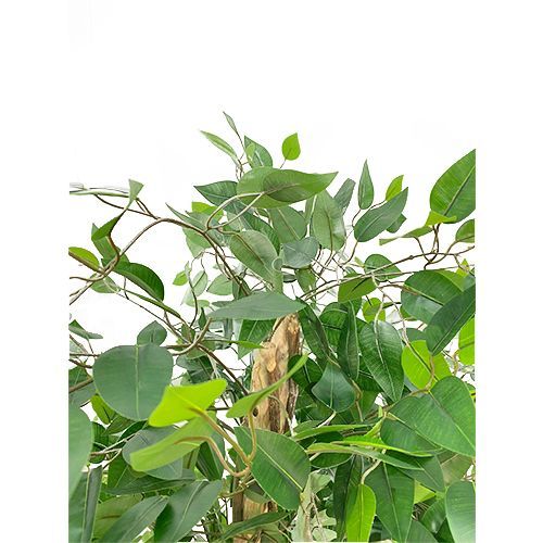 ARVORE FICUS SILICONE 21 GALHOS 160CM