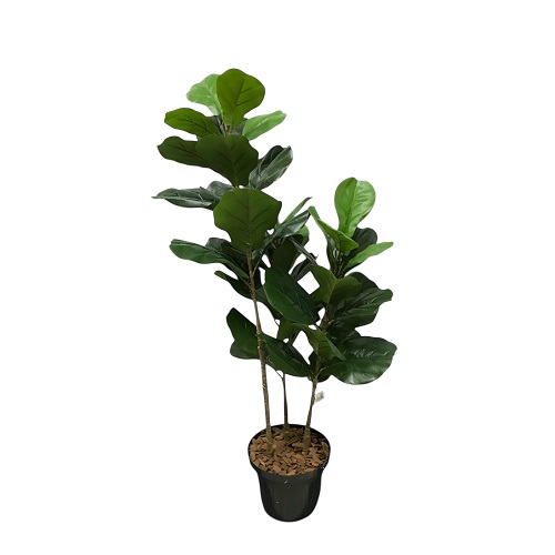 ARVORE FICUS LYRATA 1.30M 3 TRONCOS