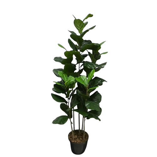 ARVORE FICUS LYRATA 1.60M 5 TRONCOS