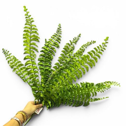 SAMAMBAIA 60CM SILICONE VERDE