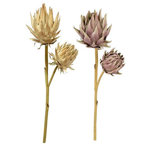 HASTE PROTEA CREME PREMIUM X2 (SORTIDO) 65CM CREME