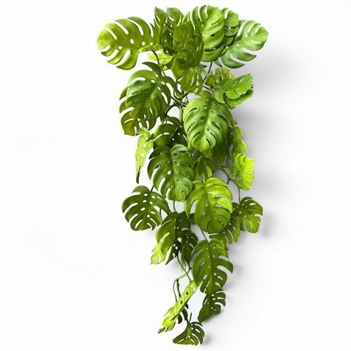 COSTELA DE ADAO DE SILICONE 70CM VERDE