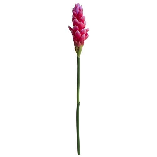 HASTE ALPINO TROPICAL PINK TOQUE REAL ROSA