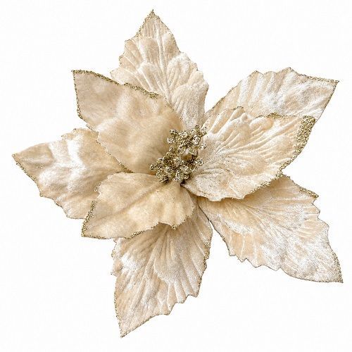 POINSETIA BICO DE PAPAGAIO CHAMPAGNE NATALINA 25CM