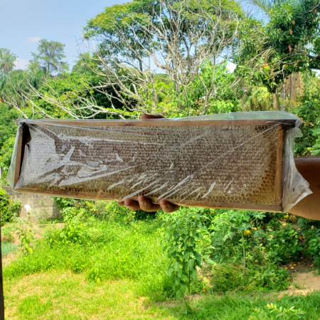 Favo de mel Grande - para suporte de favos