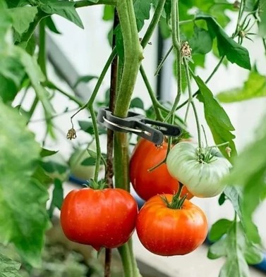 Clipes de Suporte de Plantas