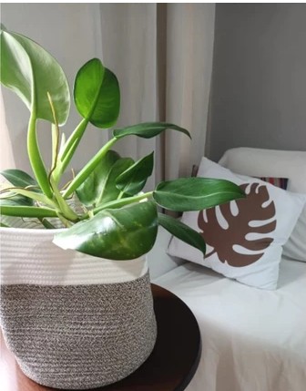 Cesto Organizador de Tecido