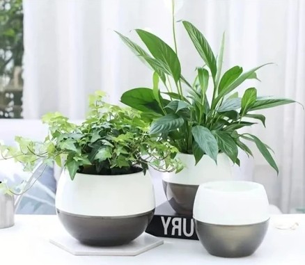 Vaso Moderno para Flores