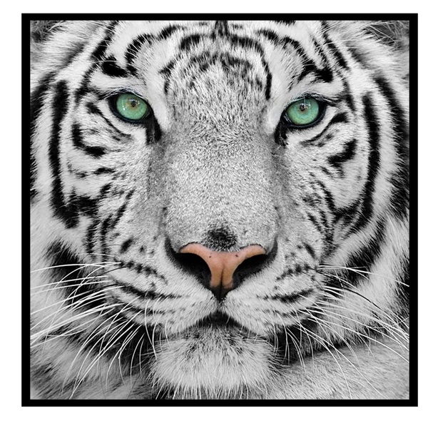 Quadro Decorativo Barcelona Tigre Branco PB 30x30cm