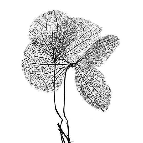 Quadro Decorativo Flor Preto e Branco 20x25cm - FLOC20250083