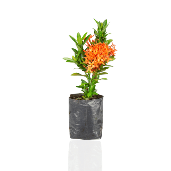 Ixora Mini Vermelha