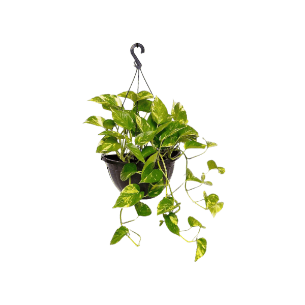 Jiboia Pendente na Cuia 21 – Jiboia Verde
