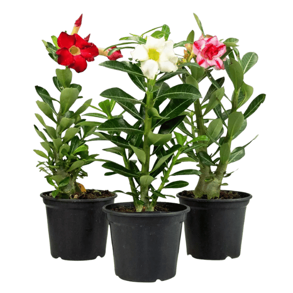 Kit com 3 mudas de Rosa do Deserto Sortida – Pote 15