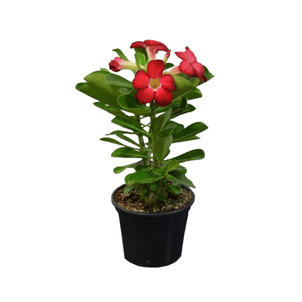 Rosa do Deserto Sortida – Muda no Pote 15