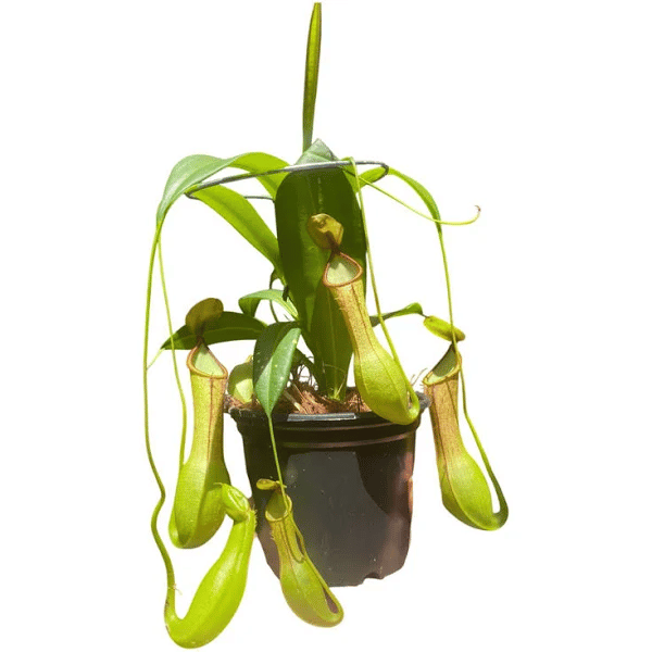 Planta Carnívora Nepenthes – Copinho Pote 15