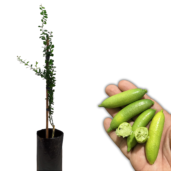 Limão Caviar Enxertado