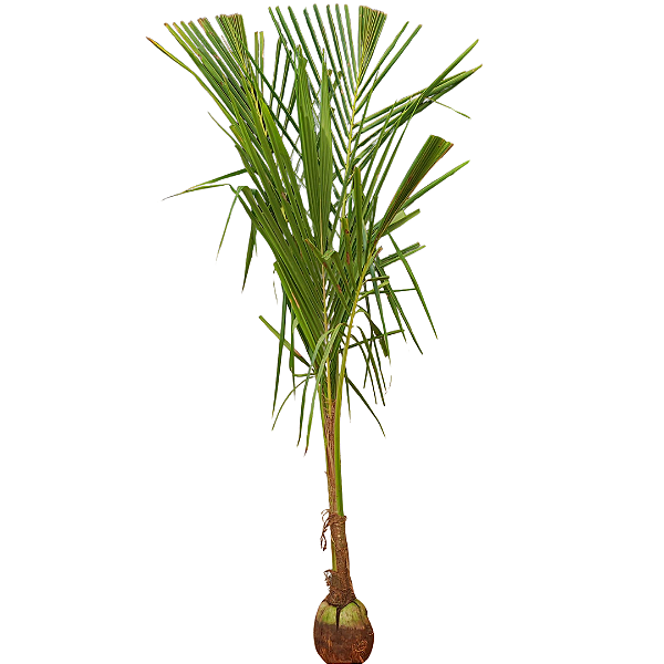 Coqueiro Anão – 1,8 m de altura – Na Castanha