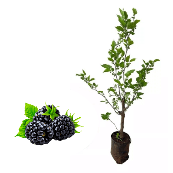 AMORA - Morus Nigra - Gigante