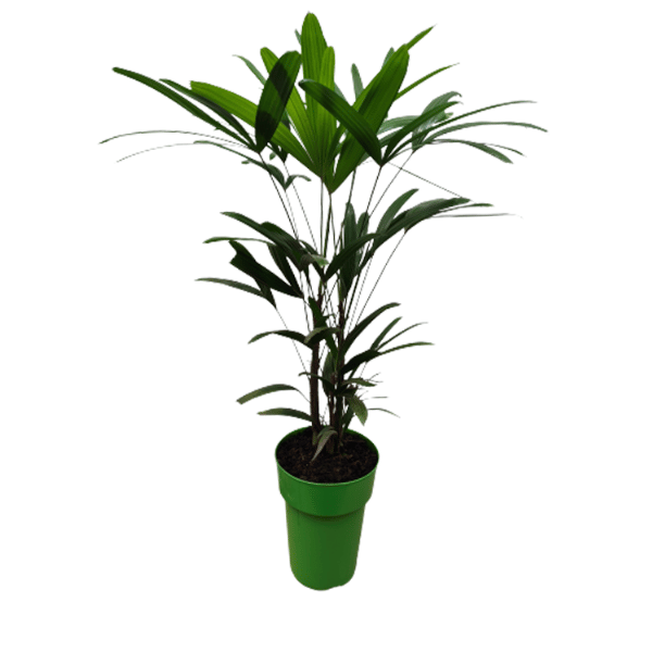 Palmeira Raphis Pote 17 – Elegância Verde para Ambientes Internos