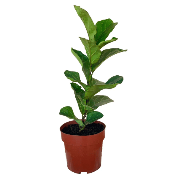 Ficus Bambino P17 – Beleza e Sofisticação para Interiores