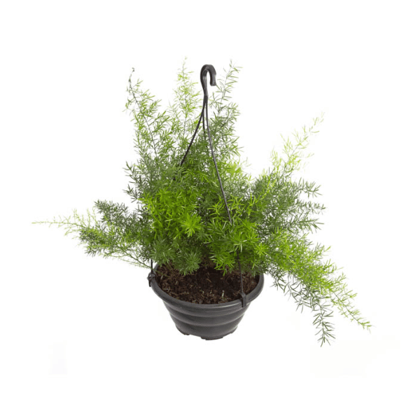 Aspargo Alfinete Pendente Cuia 21 – Folhagem Leve e Elegante