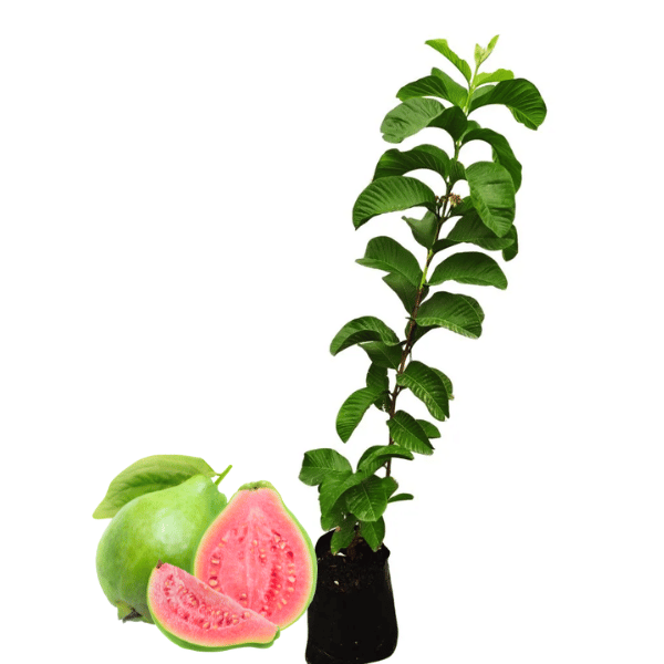 Goiaba Tailandesa 1m – Frutífera de Alto Rendimento
