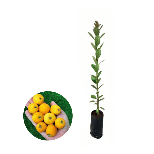 Muda de Araçá – Frutos Doces, Ricos em Vitamina C