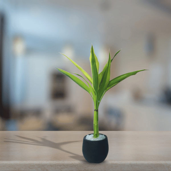 Bambu da Sorte Variegata com Vaso Autoirrigável