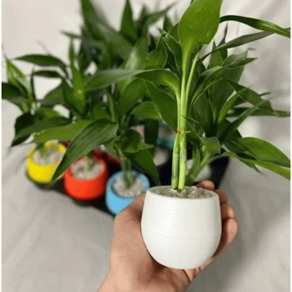 Bambu da Sorte Verde com Vaso Autoirrigável