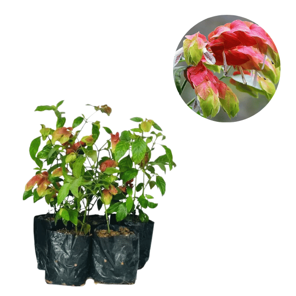 kit com 10 Mudas Camarão Vermelho Ideal Para Atrair Beija-flores