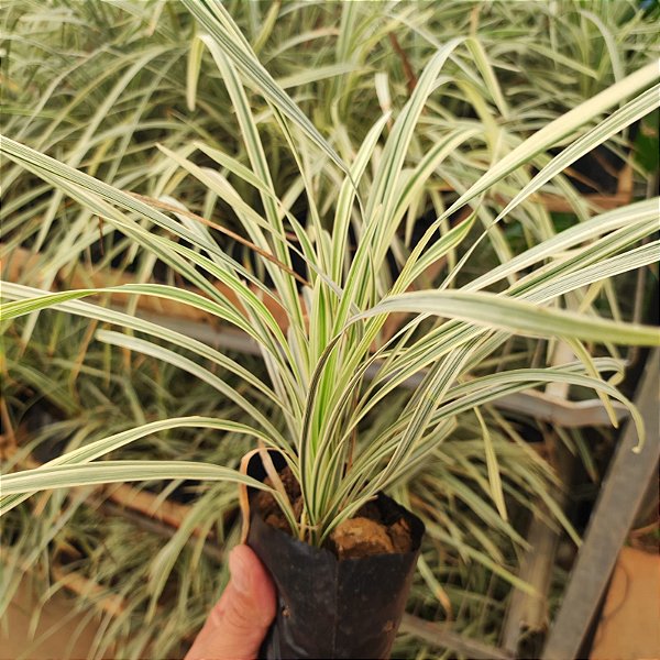 Kit 20 Mudas Liriopes Para Jardim e Canteiros