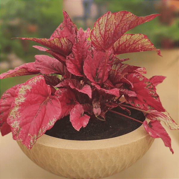 VASO DECORADO COM BEGONIA REX – MONTADO