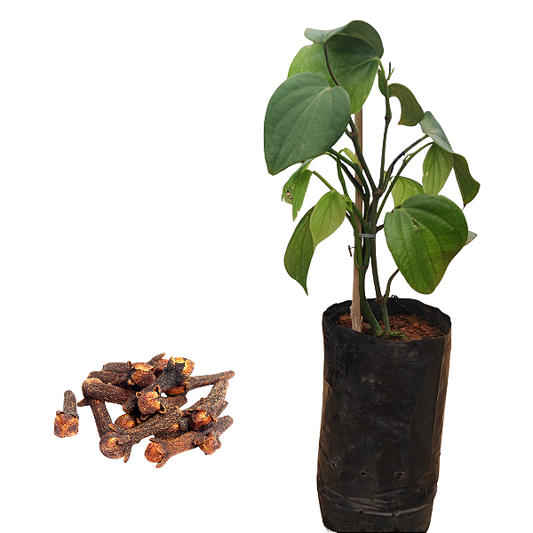 Muda de Pimenta-do-Reino Planta | Aromatica - Tempero
